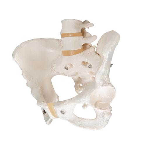 Human Female Pelvic Skeleton Model, 1000134 [A61], Genital and Pelvis Models