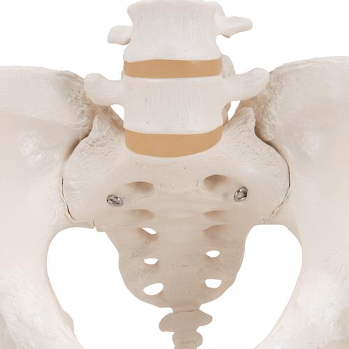 Esqueleto de la Pelvis, femenino, 1000134 [A61], Modelos de Pelvis y Genitales