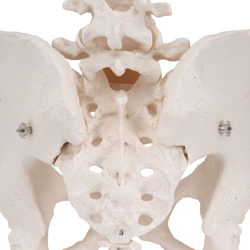 Human Female Pelvic Skeleton Model, 1000134 [A61], Genital and Pelvis Models