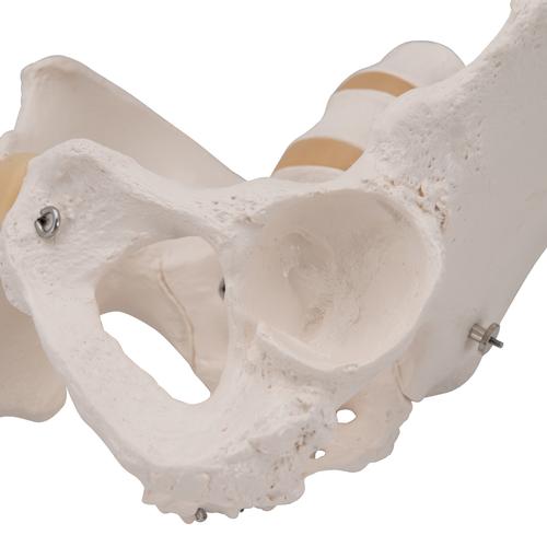 Human Female Pelvic Skeleton Model, 1000134 [A61], Genital and Pelvis Models