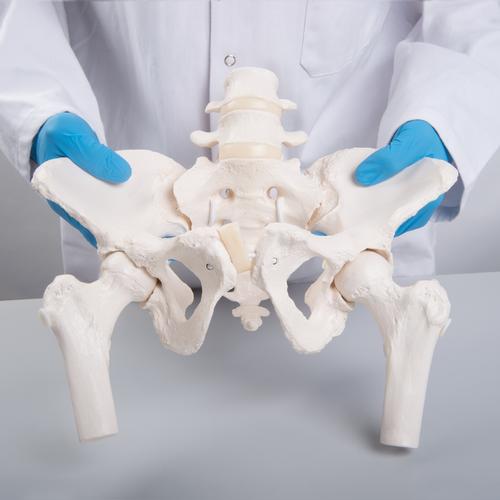 Flexible Human Female Pelvis Model with Femur Heads, 1019865 [A62/1], Genital and Pelvis Models