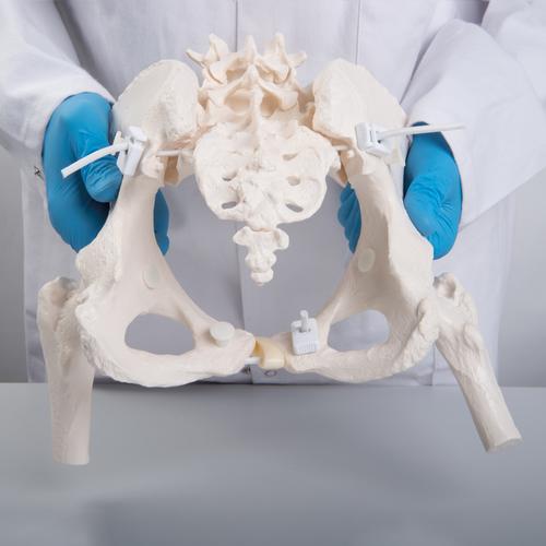 Flexible Human Female Pelvis Model with Femur Heads, 1019865 [A62/1], Nemi szerv és medence modellek