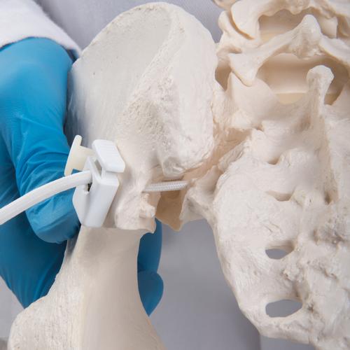 Гибкий женский таз с головками Femur - 3B Smart Anatomy, 1019865 [A62/1], Модели гениталий и таза