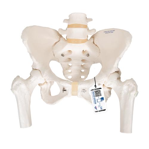 움직이는 대퇴골두를 포함한 여성골반모형 Pelvic Skeleton, female, with movable femur heads, 1000135 [A62], 생식기 및 골반 모델