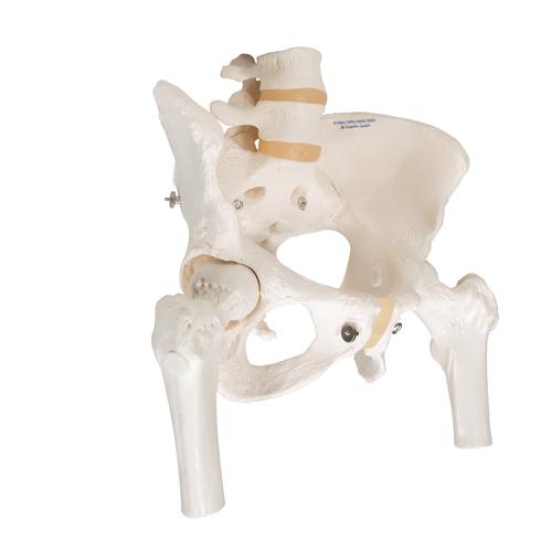 움직이는 대퇴골두를 포함한 여성골반모형 Pelvic Skeleton, female, with movable femur heads, 1000135 [A62], 생식기 및 골반 모델