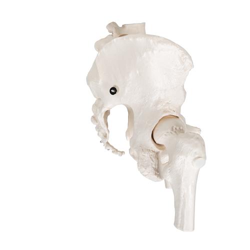 Esqueleto de la Pelvis, femenino, con cabezas de fémur móviles, 1000135 [A62], Modelos de Pelvis y Genitales