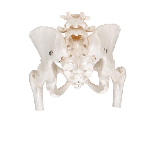 Esqueleto de la Pelvis, femenino, con cabezas de fémur móviles, 1000135 [A62], Modelos de Pelvis y Genitales