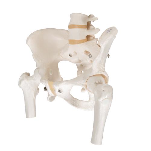 움직이는 대퇴골두를 포함한 여성골반모형 Pelvic Skeleton, female, with movable femur heads, 1000135 [A62], 생식기 및 골반 모델