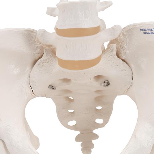 Becken-Skelett Modell, weiblich, mit Oberschenkelstümpfen, 1000135 [A62], Genital- und Beckenmodelle