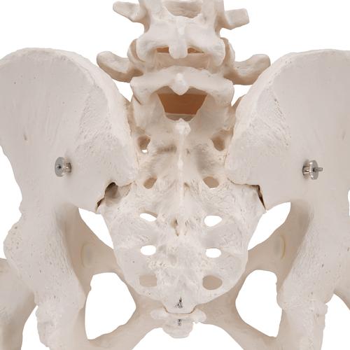 움직이는 대퇴골두를 포함한 여성골반모형 Pelvic Skeleton, female, with movable femur heads, 1000135 [A62], 생식기 및 골반 모델