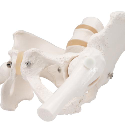 Esqueleto de la Pelvis, femenino, con cabezas de fémur móviles, 1000135 [A62], Modelos de Pelvis y Genitales