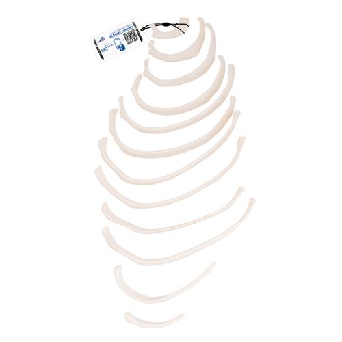 Human Ribs Model, 1000137 [A69/2], Individual Bone Models