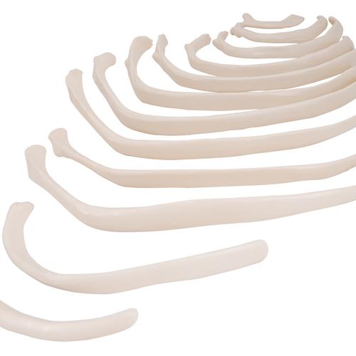 Human Ribs Model, 1000137 [A69/2], Individual Bone Models