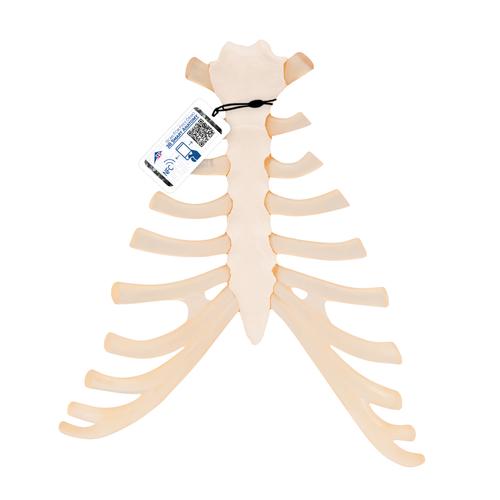 Human Sternum Model with Rib Cartilage, 1000136 [A69], Individual Bone Models