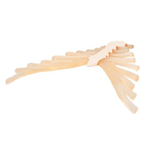 Human Sternum Model with Rib Cartilage, 1000136 [A69], Individual Bone Models