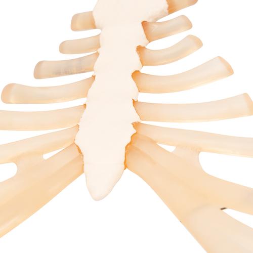 Human Sternum Model with Rib Cartilage, 1000136 [A69], Individual Bone Models