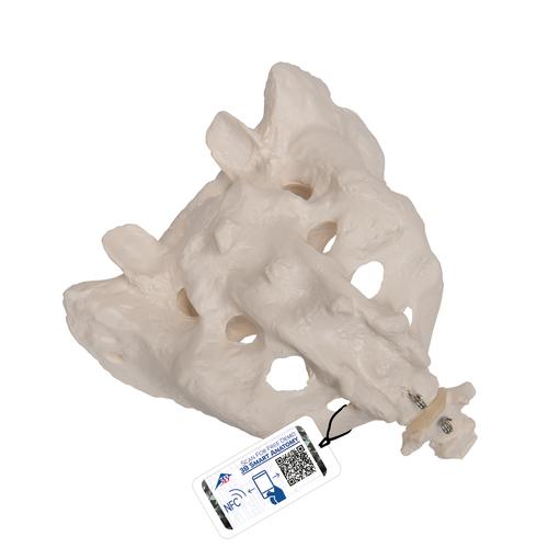 천골과 미골 모형 Human Sacrum & Coccyx Model, 1000139 [A70/6], 개별 뼈 모형