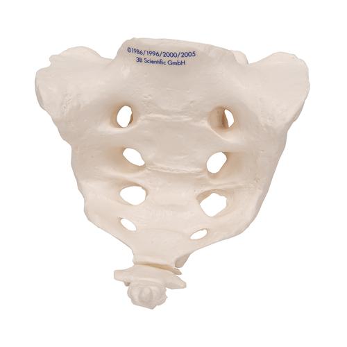 천골과 미골 모형 Human Sacrum & Coccyx Model, 1000139 [A70/6], 개별 뼈 모형