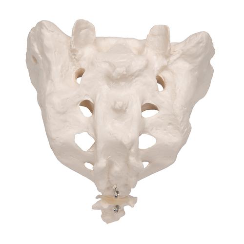 천골과 미골 모형 Human Sacrum & Coccyx Model, 1000139 [A70/6], 개별 뼈 모형