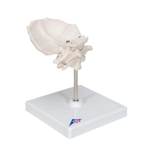 Atlas & Axis Model with Occipital Plate, Wire Mounted, on Removable Stand, 1000142 [A71/5], Individual Bone Models