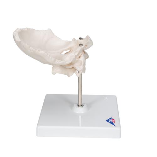 Atlas & Axis Model with Occipital Plate, Wire Mounted, on Removable Stand, 1000142 [A71/5], Individual Bone Models