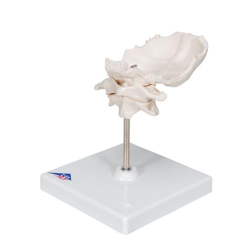 Atlas & Axis Model with Occipital Plate, Wire Mounted, on Removable Stand, 1000142 [A71/5], Individual Bone Models