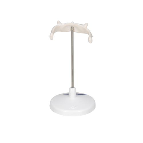 Human Hyoid Bone Model, on Stand, 1000143 [A71/9], Vertebra Models