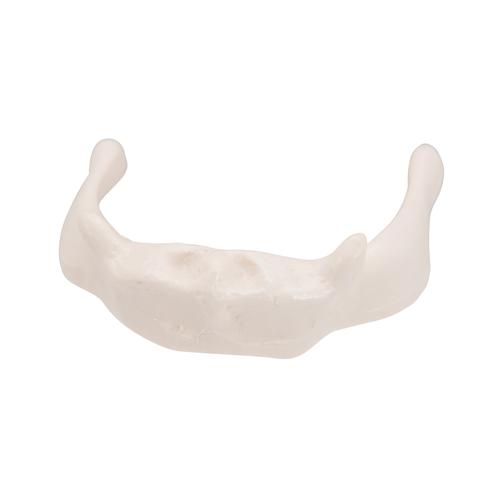 Human Hyoid Bone Model, on Stand, 1000143 [A71/9], Vertebra Models