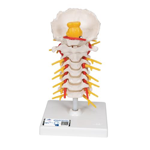 Cervical Human Spinal Column Model, 1000144 [A72], Vertebra Models