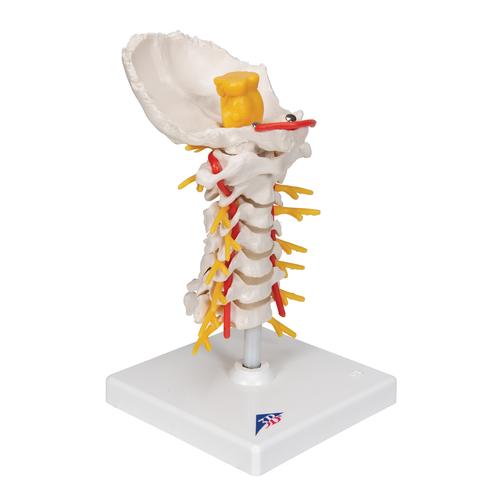 Colonna vertebrale cervicale, 1000144 [A72], Modelli di vertebre