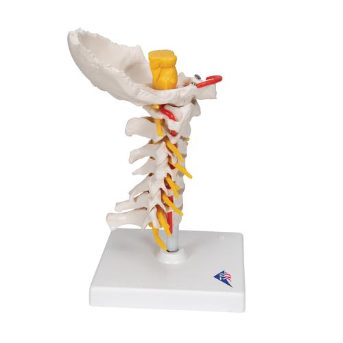 Colonna vertebrale cervicale, 1000144 [A72], Modelli di vertebre