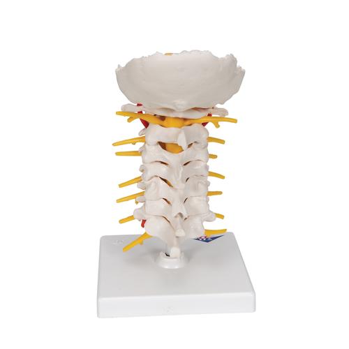 Columna cervical, 1000144 [A72], Modelos de vértebras