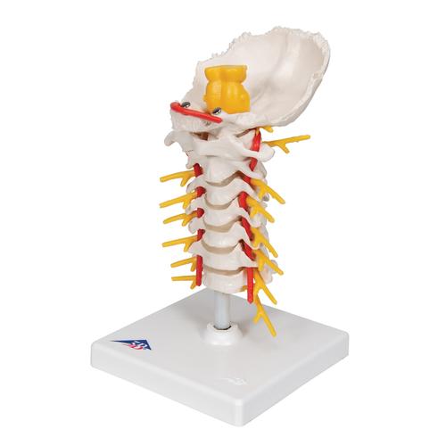 Cervical Human Spinal Column Model, 1000144 [A72], Vertebra Models