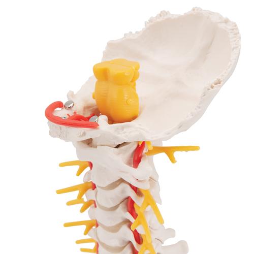 Colonna vertebrale cervicale, 1000144 [A72], Modelli di vertebre