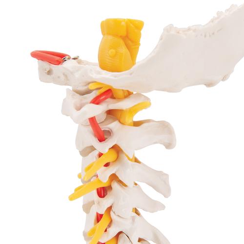 Cervical Human Spinal Column Model, 1000144 [A72], Vertebra Models