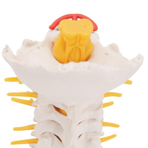 Cervical Human Spinal Column Model, 1000144 [A72], Vertebra Models