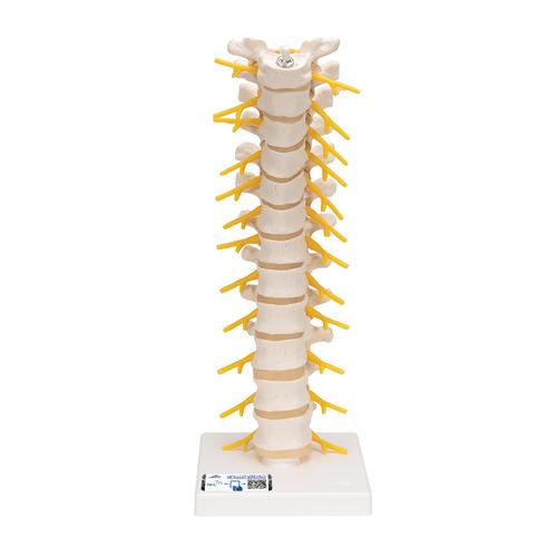 Colonna vertebrale toracica, 1000145 [A73], Modelli di vertebre