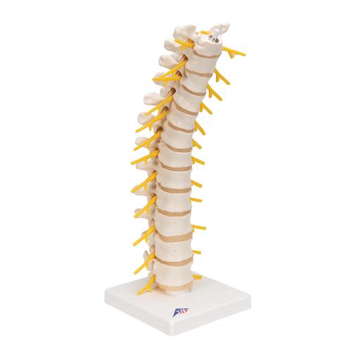 Colonna vertebrale toracica, 1000145 [A73], Modelli di vertebre