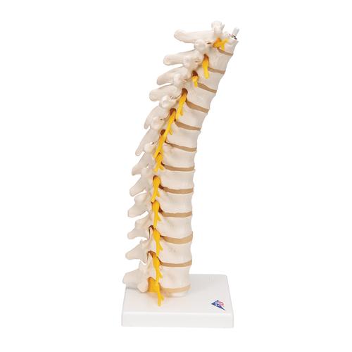 Columna dorsal, 1000145 [A73], Modelos de vértebras