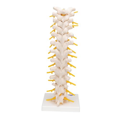 Thoracic Human Spinal Column Model, 1000145 [A73], Vertebra Models