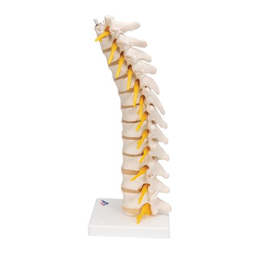 Thoracic Human Spinal Column Model, 1000145 [A73], Vertebra Models