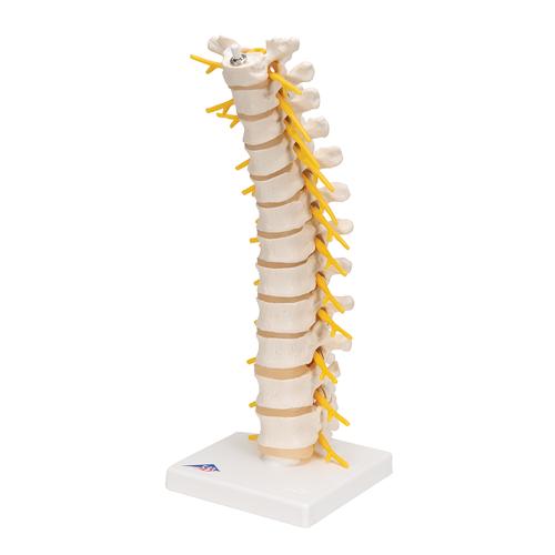 Thoracic Human Spinal Column Model, 1000145 [A73], Vertebra Models