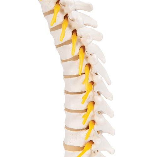 Thoracic Human Spinal Column Model, 1000145 [A73], Vertebra Models