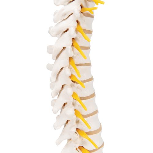 Colonna vertebrale toracica, 1000145 [A73], Modelli di vertebre