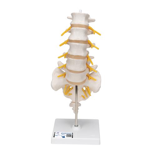 Columna vertebral lumbar, 1000146 [A74], Modelos de vértebras