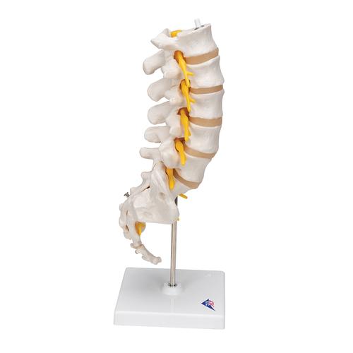 Lumbar Human Spinal Column Model, 1000146 [A74], Vertebra Models