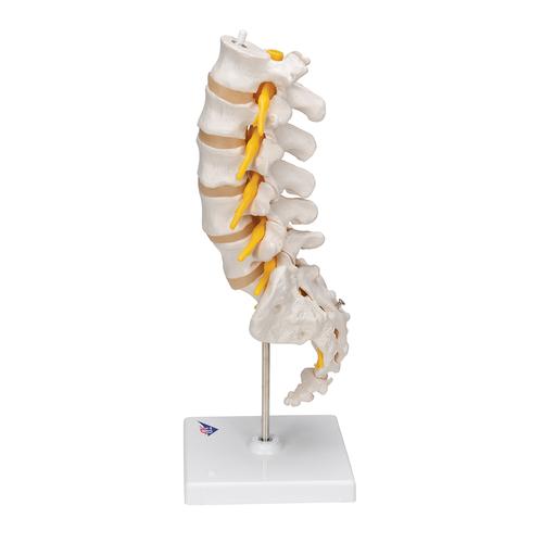 Lumbar Human Spinal Column Model, 1000146 [A74], Vertebra Models