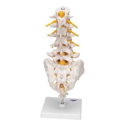 Columna vertebral lumbar, 1000146 [A74], Modelos de vértebras