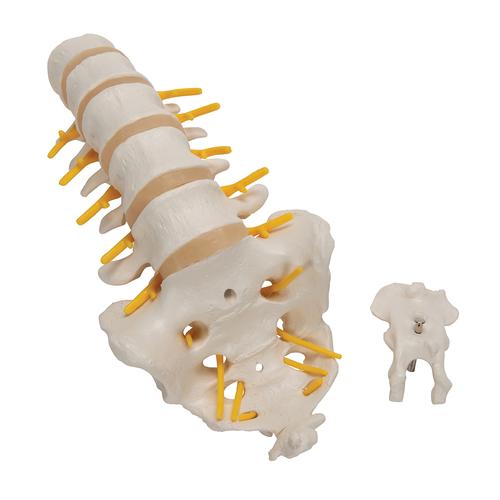 Columna vertebral lumbar, 1000146 [A74], Modelos de vértebras