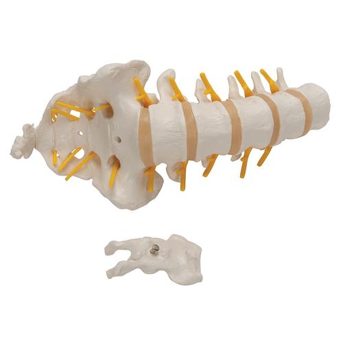 Columna vertebral lumbar, 1000146 [A74], Modelos de vértebras